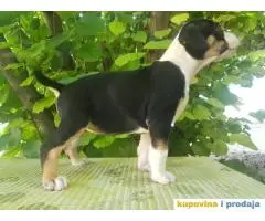 americki staford stenci