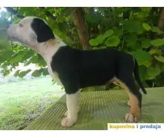 americki staford stenci