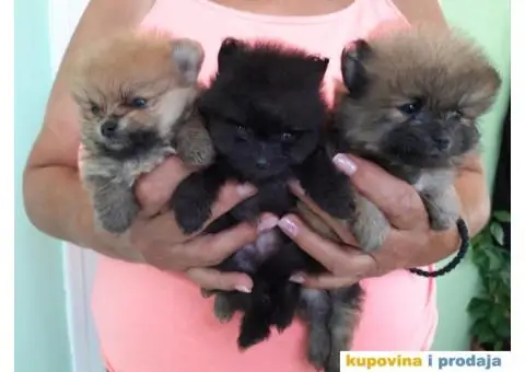 POMERANSKI SPIC stenci - 1/3