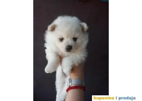 POMERANSKI SPIC stenci - 2/3