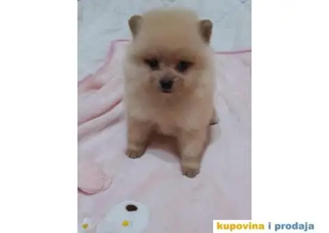 POMERANSKI SPIC stenci - 3/3