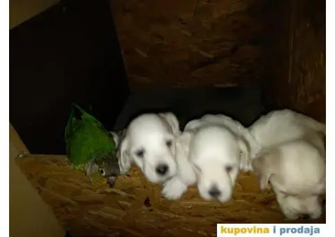 stenci maltezera - 1/3