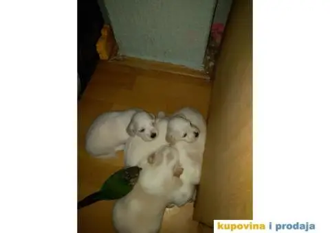 stenci maltezera - 2/3