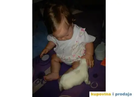 stenci maltezera - 3/3