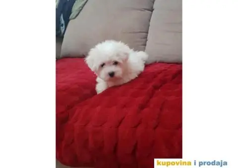 Stenci MINI MALTEZERA na prodaju - 1/3