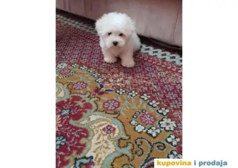 Stenci MINI MALTEZERA na prodaju - 2/3