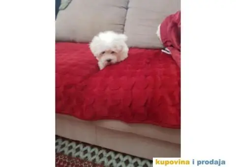 Stenci MINI MALTEZERA na prodaju - 3/3