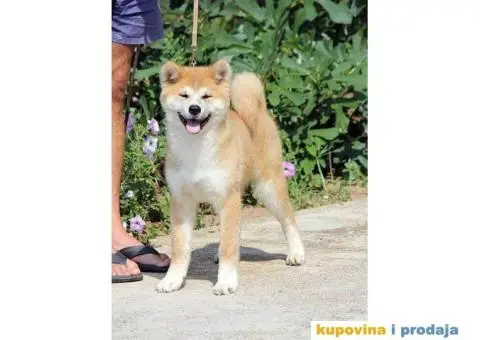 AKITA INU stenci odlicnog kvaliteta - 1/6