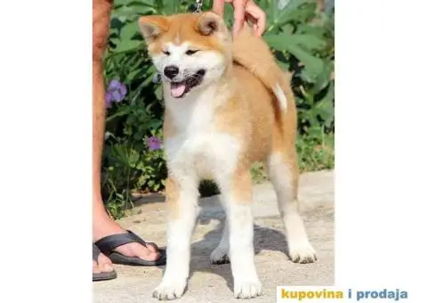 AKITA INU stenci odlicnog kvaliteta - 2/6