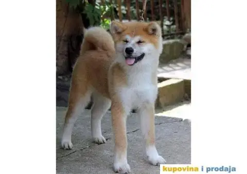 AKITA INU stenci odlicnog kvaliteta - 3/6