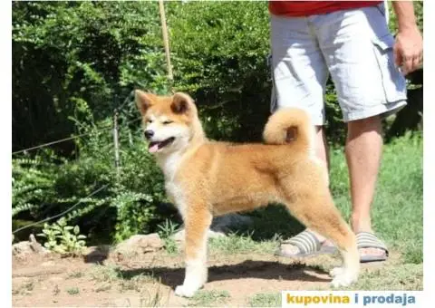 AKITA INU stenci odlicnog kvaliteta - 4/6