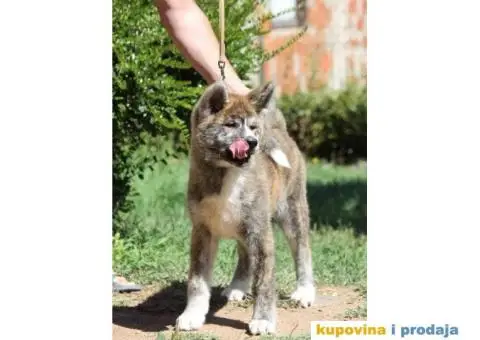 AKITA INU stenci odlicnog kvaliteta - 5/6