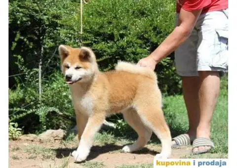 AKITA INU stenci odlicnog kvaliteta - 6/6