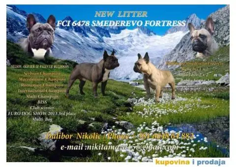 Vrhunska stenad FRANCUSKIH BULDOGA - 1/6