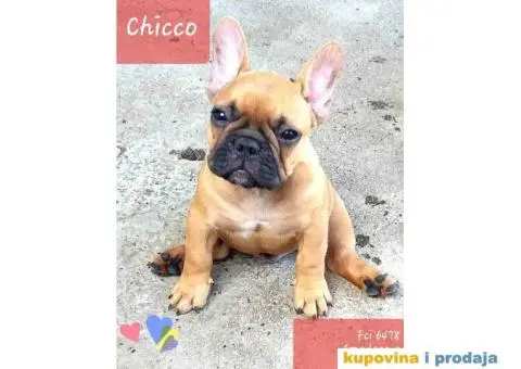 Vrhunska stenad FRANCUSKIH BULDOGA - 2/6