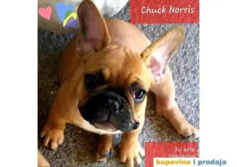 Vrhunska stenad FRANCUSKIH BULDOGA - 3/6