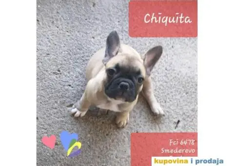 Vrhunska stenad FRANCUSKIH BULDOGA - 4/6