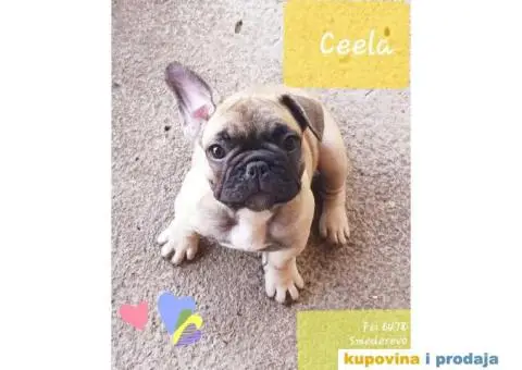Vrhunska stenad FRANCUSKIH BULDOGA - 5/6