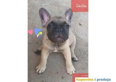 Vrhunska stenad FRANCUSKIH BULDOGA - 6/6