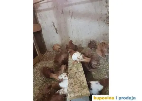 GOLUBOVI - nemački DOBOŠARI u svim bojama - 1/6