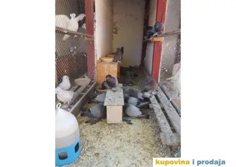 GOLUBOVI - nemački DOBOŠARI u svim bojama - 2/6