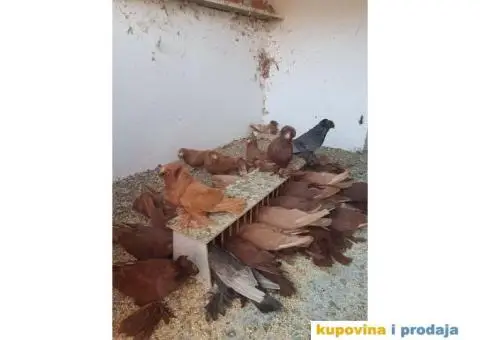 GOLUBOVI - nemački DOBOŠARI u svim bojama - 3/6