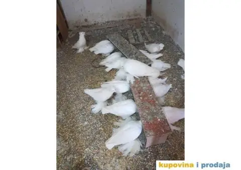 GOLUBOVI - nemački DOBOŠARI u svim bojama - 4/6