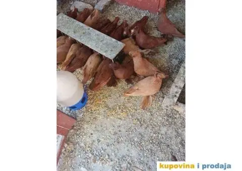 GOLUBOVI - nemački DOBOŠARI u svim bojama - 5/6