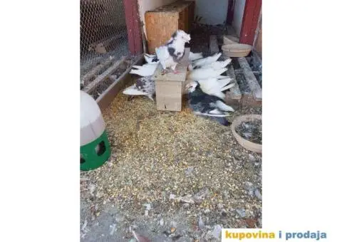 GOLUBOVI - nemački DOBOŠARI u svim bojama - 6/6