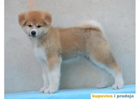 JAPANSKE AKITE stenci na prodaju - 1/7