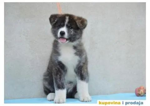 JAPANSKE AKITE stenci na prodaju - 2/7