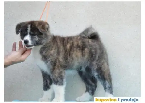 JAPANSKE AKITE stenci na prodaju - 3/7