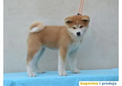 JAPANSKE AKITE stenci na prodaju - 4/7