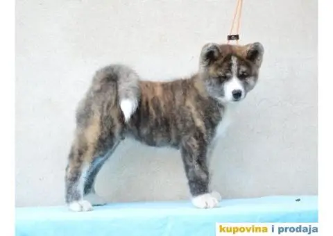 JAPANSKE AKITE stenci na prodaju - 5/7