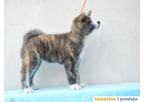 JAPANSKE AKITE stenci na prodaju - 6/7