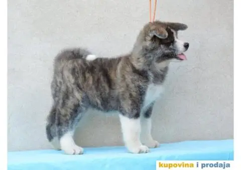 JAPANSKE AKITE stenci na prodaju - 7/7