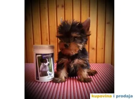 Jorkširski Terijer (JORKI) štenci - 1/6