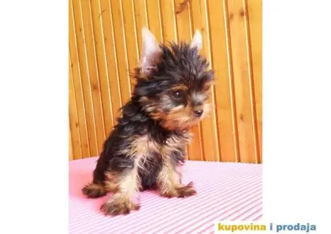 Jorkširski Terijer (JORKI) štenci - 2/6