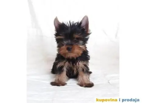 Jorkširski Terijer (JORKI) štenci - 3/6