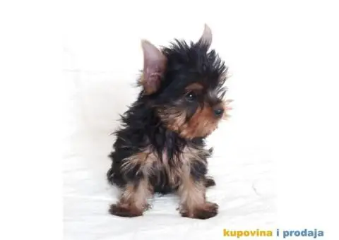 Jorkširski Terijer (JORKI) štenci - 4/6