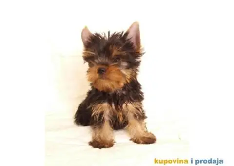 Jorkširski Terijer (JORKI) štenci - 5/6