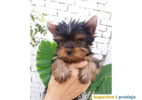 Jorkširski Terijer (JORKI) štenci - 6/6