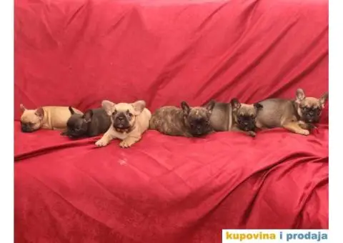 Prelepi stenci FRANCUSKOG BULDOGA raznih boja