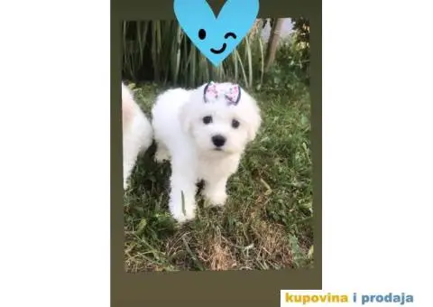 Prodajem stence KOVRDZAVOG BISONA - 1/7