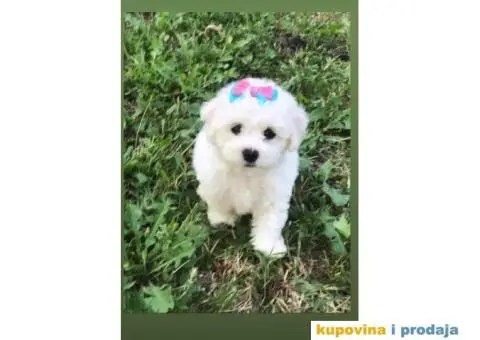 Prodajem stence KOVRDZAVOG BISONA - 2/7