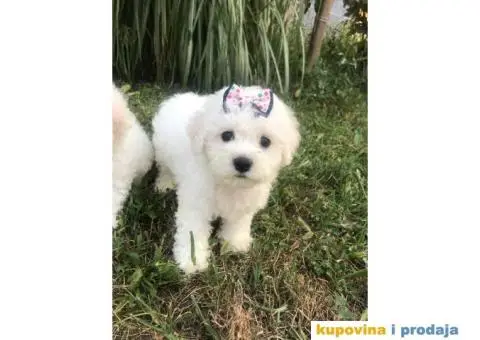 Prodajem stence KOVRDZAVOG BISONA - 3/7