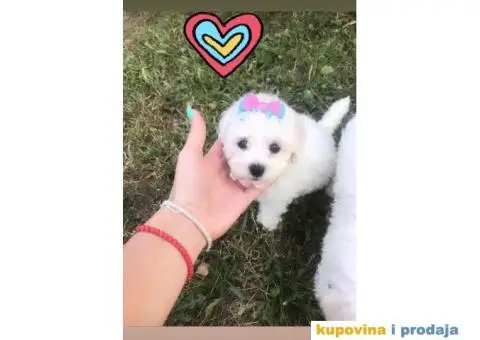 Prodajem stence KOVRDZAVOG BISONA - 4/7