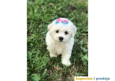 Prodajem stence KOVRDZAVOG BISONA - 5/7