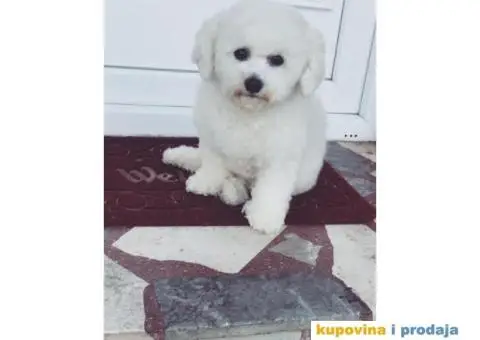 Prodajem stence KOVRDZAVOG BISONA - 6/7