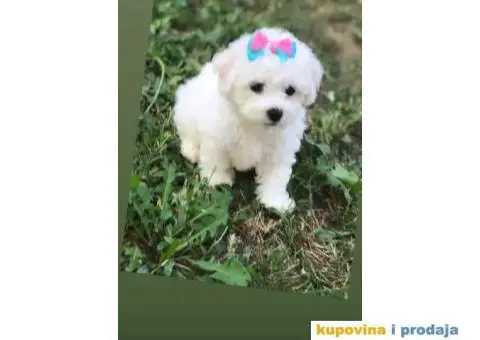 Prodajem stence KOVRDZAVOG BISONA - 7/7